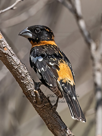 Pheucticus melanocephalus  BLACK-HEADED GROSBEAK 3037238z