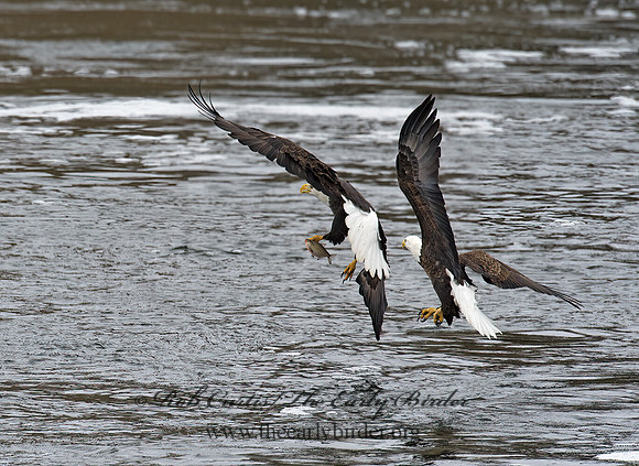 Haliaeetus leucocephalus  BALD EAGLE 8010117z