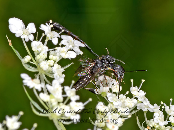 Gasteruption  GASTERUPTIID WASP 3022691z