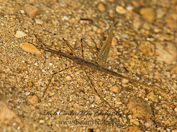Ranatra  WATERSCORPION 9051952z