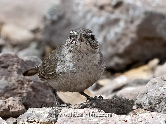Thryomanes bewickii  BEWICK'S WREN 3037295z