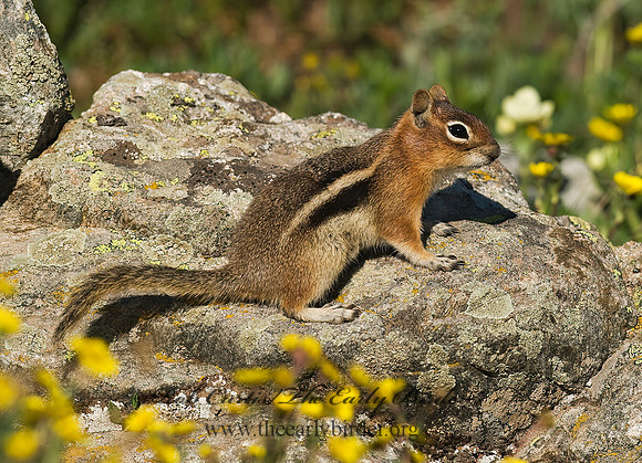 Callospermophilus lateralis  GOLDEN MANTLED SQUIRREL 6027288z