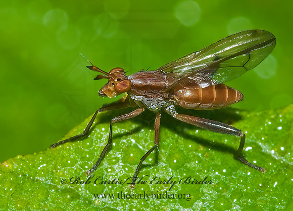 Sepedon MARSH FLY 7015384z