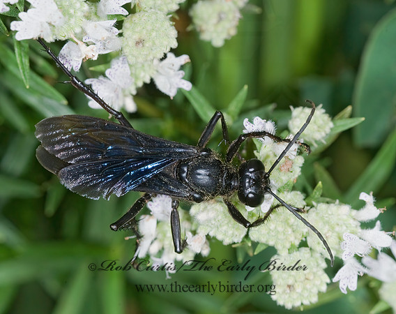 Sphex pennsylvanicus 7012069z