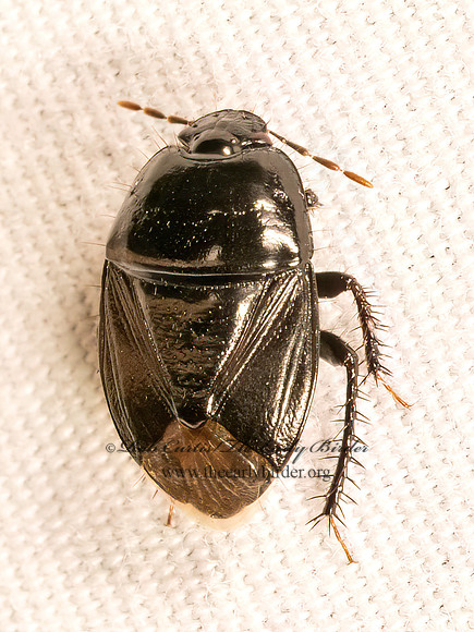Pangaeus bilineatus BURROWER BUG 9083669z