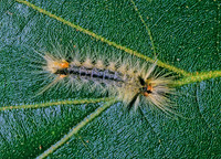 Halysidota tessellaris  BANDED TUSSOCK MOTH 169622z