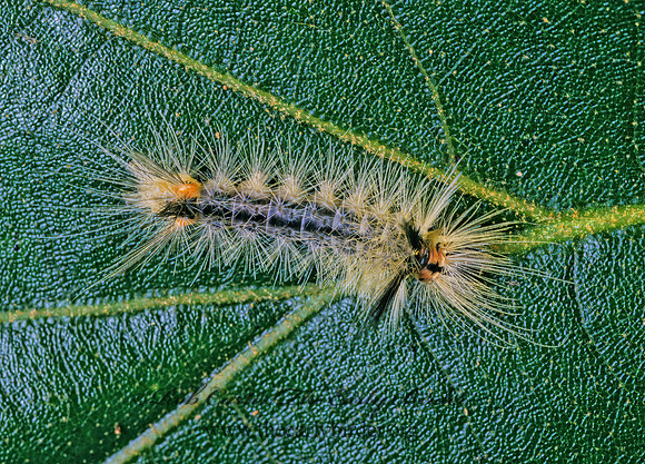 Halysidota tessellaris  BANDED TUSSOCK MOTH 169622z