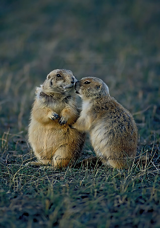 Cynomys ludovicianus  BLACK-TAILED PRAIRIE DOG 147731 z