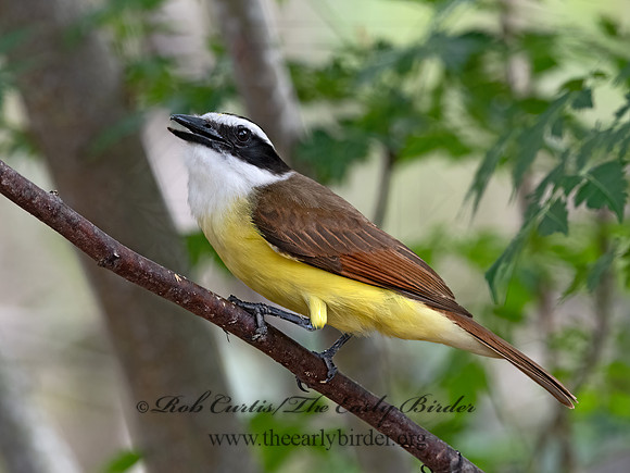 Pitangus sulphuratus  GREAT KISKADEE 3030890z