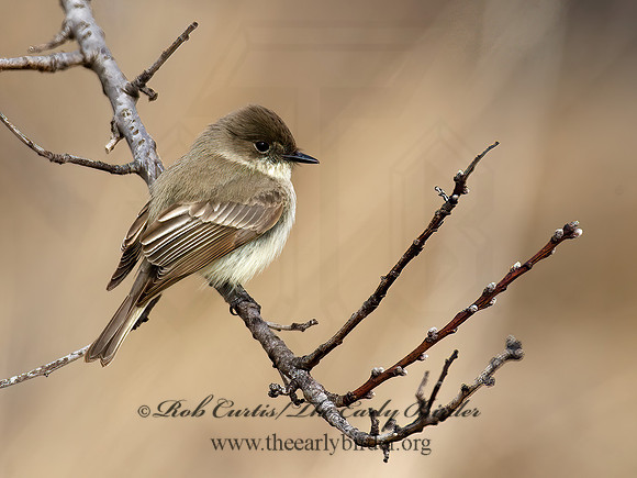 Sayornis phoebe  EASTERN PHOEBE 8001939z