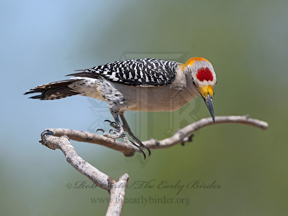 Melanerpes aurifrons  GOLDEN-FRONTED WOODPECKER 3033702z