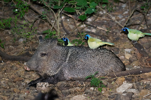 Tayassu angulatus  JAVELINA 7005224z