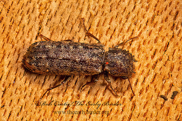 Lichenophanes bicornis  HORNED POWDER POST BEETLE 9066584z