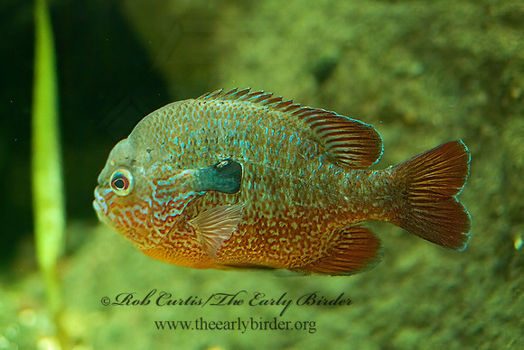 Lepomis  SUNFISH 4002629z