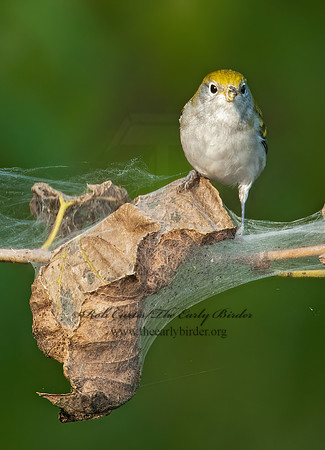 Setophaga pennsylvanica  CHESTNUT-SIDED WARBLER 3010022z