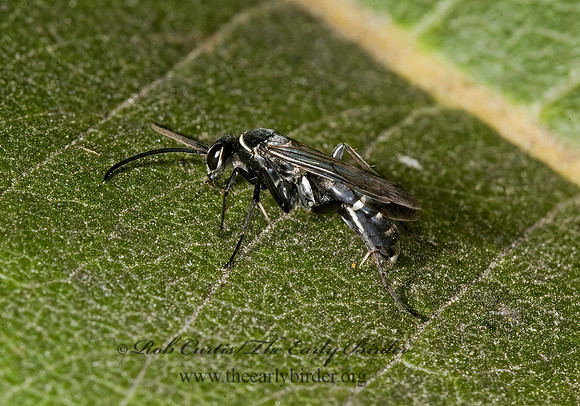Episyron biguttatus 5014959z