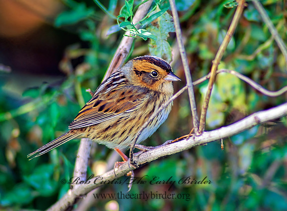Ammospiza nelsoni  NELSON'S SPARROW 60426z