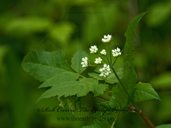 Osmorhiza  SWEET CICELY 6004916z