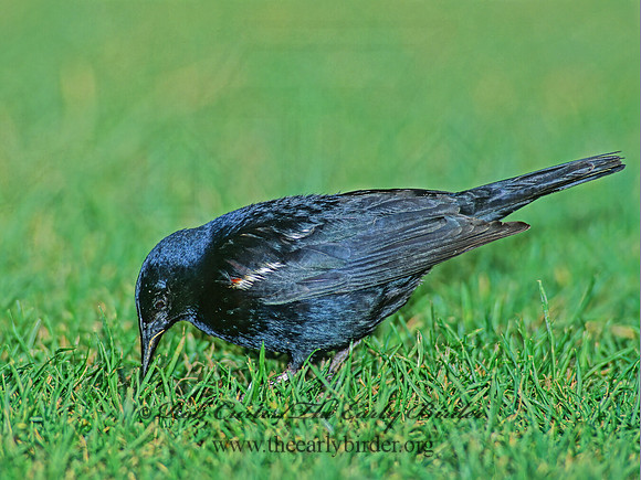 Agelaius tricolor  TRICOLORED BLACKBIRD 1025704z