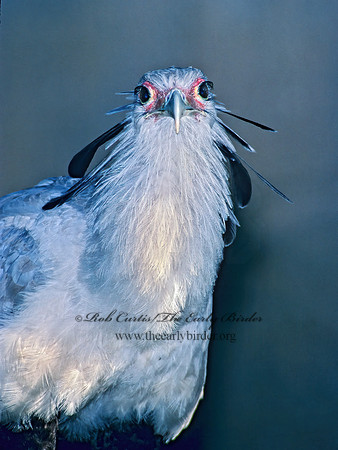 Sagittarius serpentarius  SECRETARY BIRD 79303z