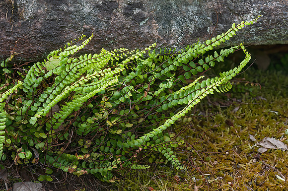Asplenium trichomanes  MAIDENHAIR SPLEENWORT 3013904z