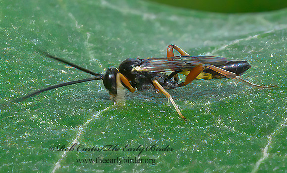 Campopleginae  ICHNEUMON  1304623z