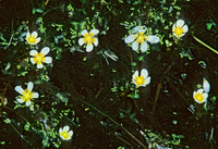 Anemone parviflora SMALL-FLOWERED ANEMONE 289818z