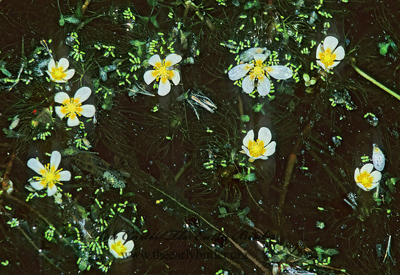 Anemone parviflora  SMALL-FLOWERED ANEMONE 289818z