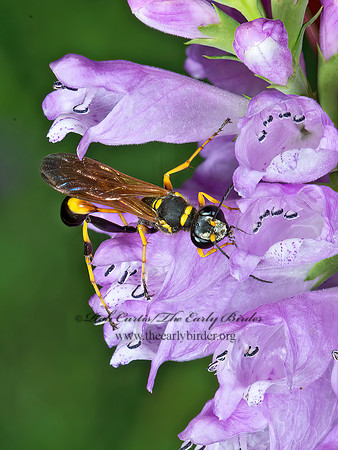 Sceliphron caementarium 9014387z