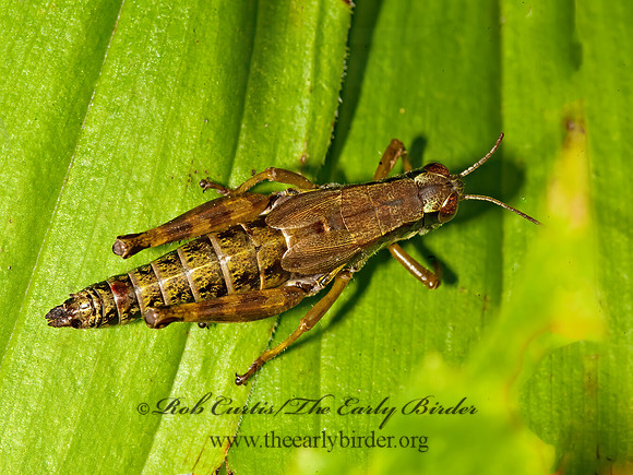Melanoplus viridipes grp  GREEN-LEGGED GRASSHOPPER  8015782z