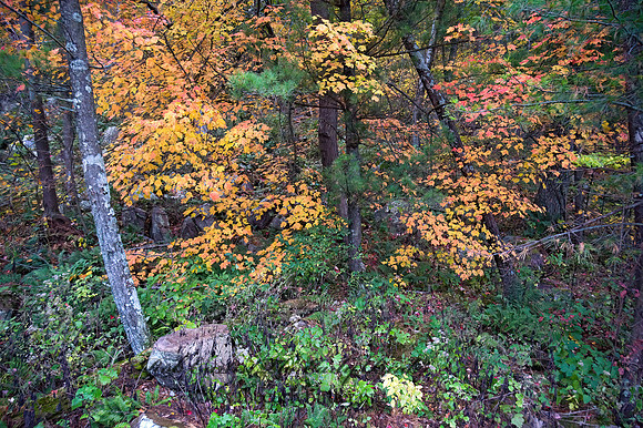 FALL COLORS  8019036z