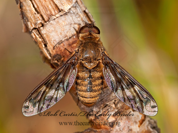 Dipalta serpentina  VILIINI BEE FLY 3003085z