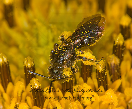 Protandrena rudbeckiae grp 6010747z