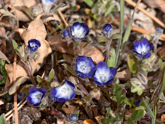 Nemophila menziesii  BABY BLUE EYES 8036437z