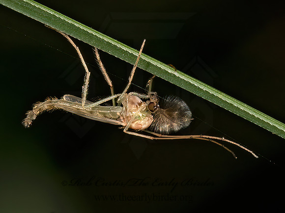 Chironomus  MIDGE 3023008z