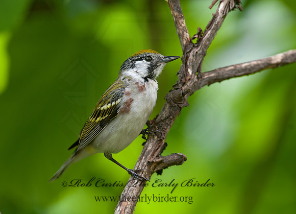 Setophaga pennsylvanica  CHESTNUT-SIDED WARBLER 8035663z
