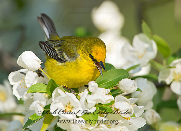 Vermivora cyanoptera  BLUE-WINGED WARBLER 9029609z