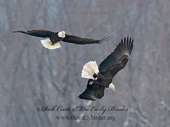 Haliaeetus leucocephalus  BALD EAGLE 8032572z