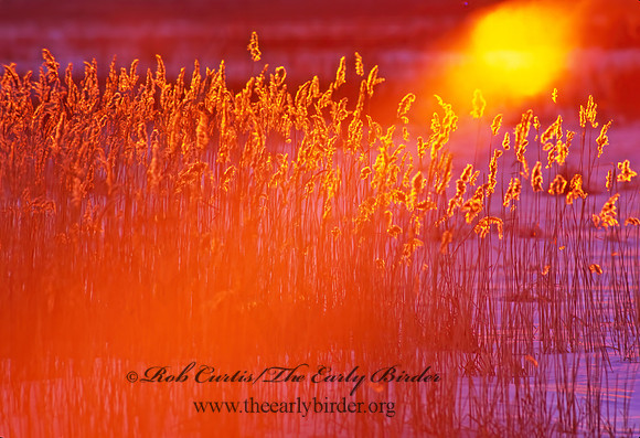 Crex Meadows  SUNRISE 142423z