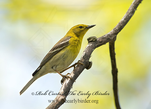 Setophaga pinus  PINE WARBLER 9045352z