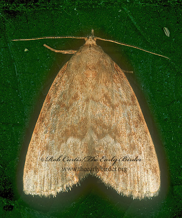 Idia  LITTER MOTH 1111022z