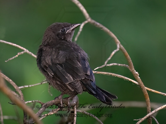 Quiscalus quiscula COMMON GRACKLE 9077860z