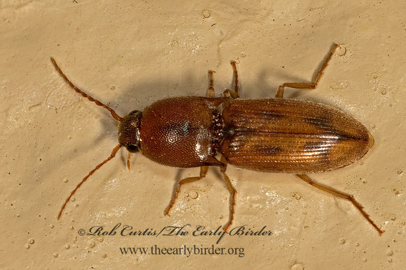 Aeolus  AGRYPINNAE CLICK BEETLE 3038440z