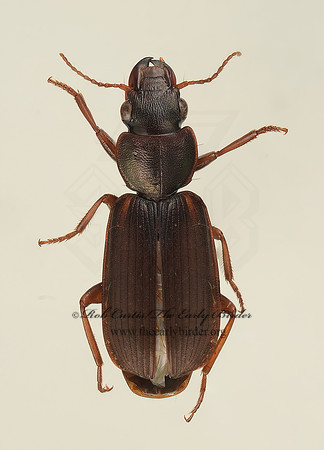Apenes lucidula 9018245 z