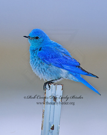 Sialia currucoides  MOUNTAIN BLUEBIRD  103002z