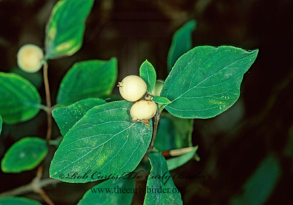 Symphoricarpos albus  COMMON SNOWBERRY 210124z