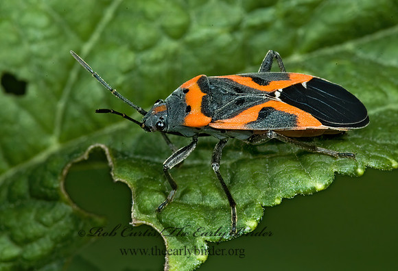 Lygaeus kalmii  SMALL MILKWEED BUG 5011924z