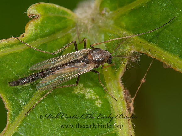 Chironomini  CHIRONOMINI MIDGE 3013267z