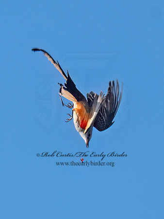 Tyrannus forficatus SCISSOR-TAILED FLYCATCHER 9091868z
