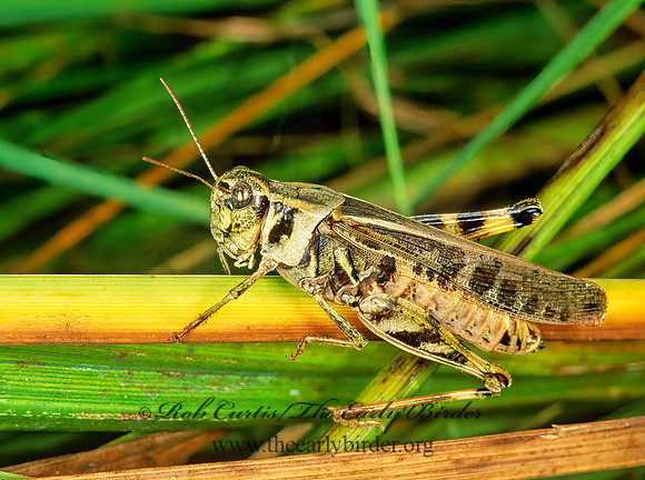 Camnula pellucida CLEAR-WINGED GRASSHOPPER 210132z